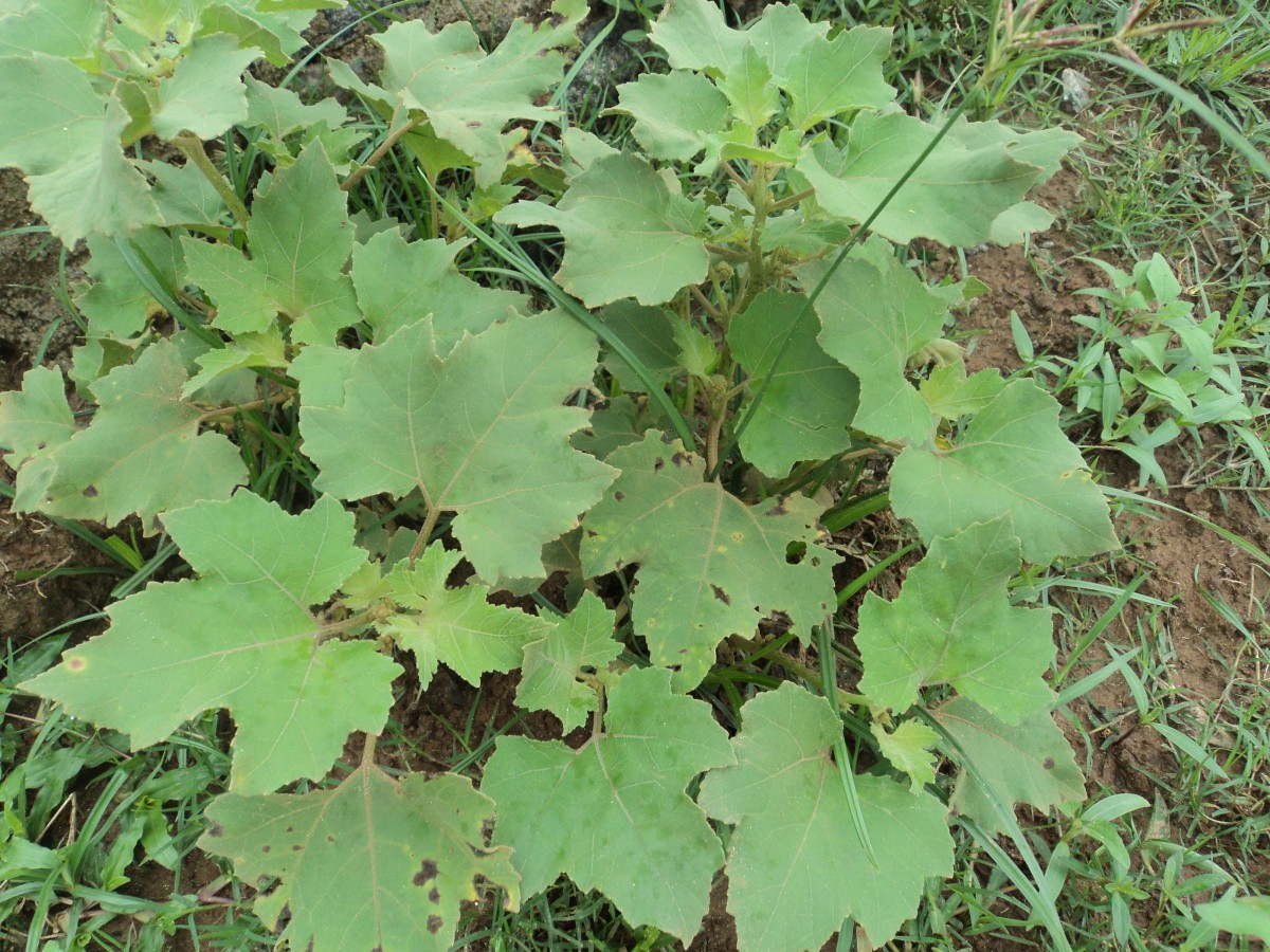 Xanthium strumarium L.